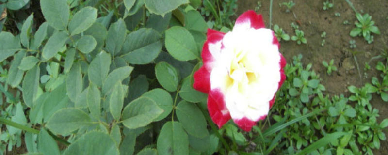 月季花的花语和寓意