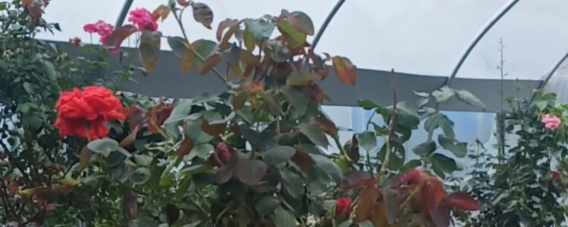 白色月季花花语和象征意义 白色月季花花语和象征意义