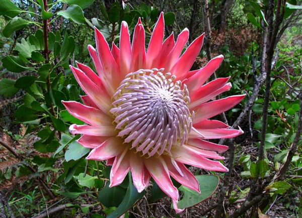 帝王花