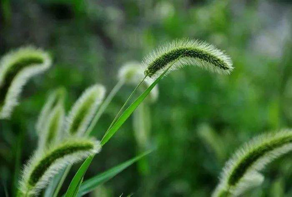 狗尾巴草