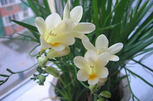 src=http___img10.360buyimg.com_imgzone_jfs_t10591_288_818583270_131072_f6aedda1_59d86dfbN1caf5cf2.jpg&refer=http___img10.360buyimg_副本.jpg