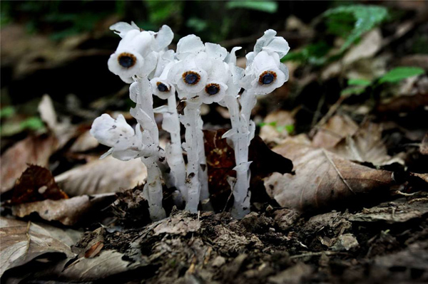 水晶兰的花语是什么？水晶兰的寓意和象征