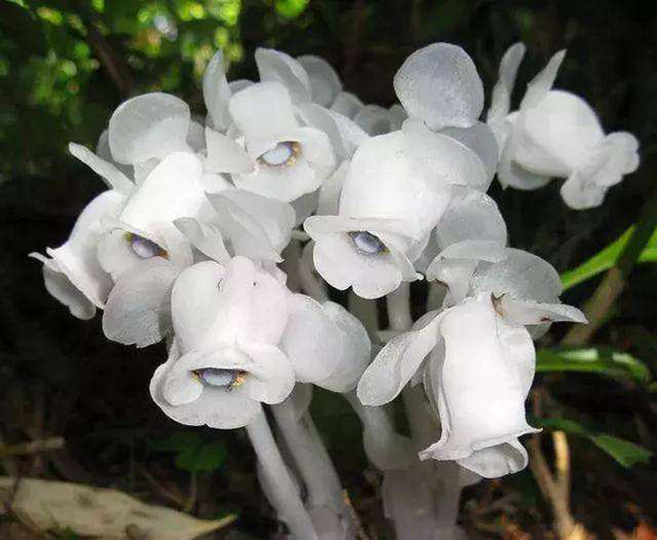 水晶兰