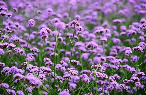 u=3703871144,2405579006&fm=26&fmt=auto.webp.jpg