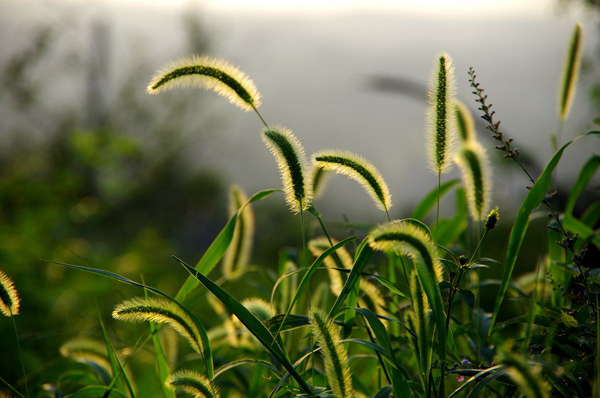 狗尾巴草