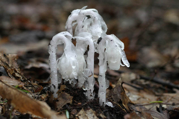 水晶兰