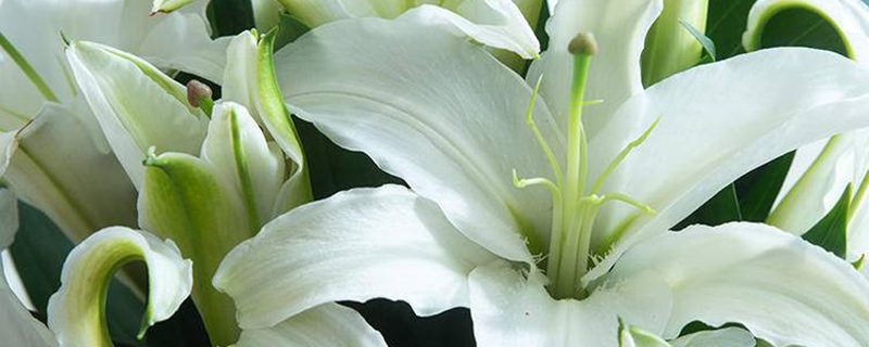 白色百合花