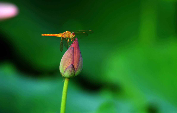 荷花