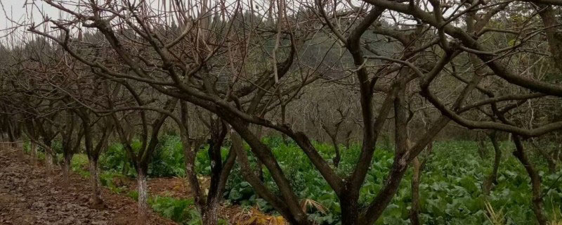 柿树苗价格多少钱一棵 柿树苗价格多少钱一棵