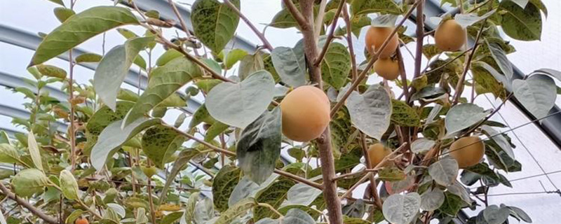 太秋甜柿苗木多少钱一棵