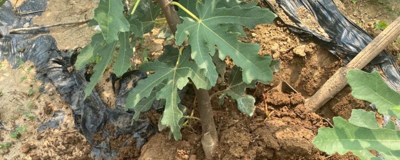 芭劳奈无花果苗价格多少钱一棵 芭劳奈无花果苗价格多少钱一棵