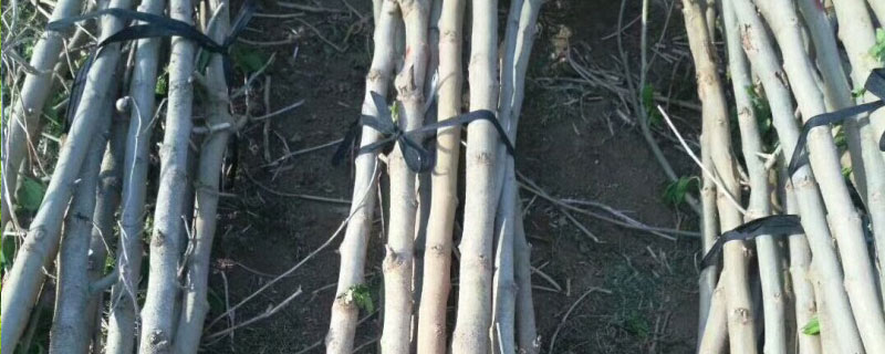 强桑1号桑树苗批发多少钱一棵