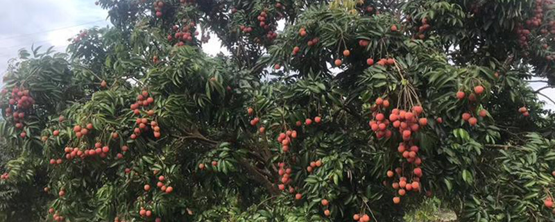 桂味荔枝苗多少钱一株
