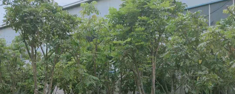 石硖龙眼苗批发多少钱一棵 石硖龙眼苗批发多少钱一棵