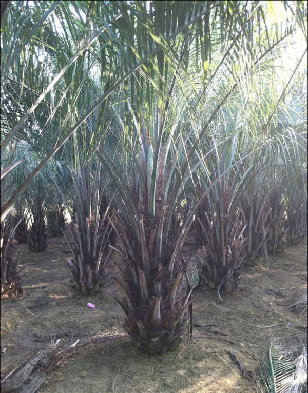 布迪椰子基地