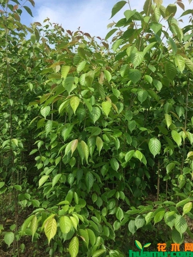 一公分的车厘子树苗价格