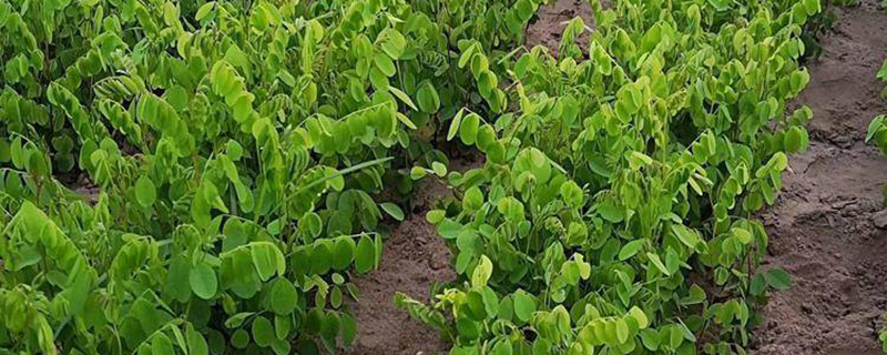盐碱地适合种植什么树