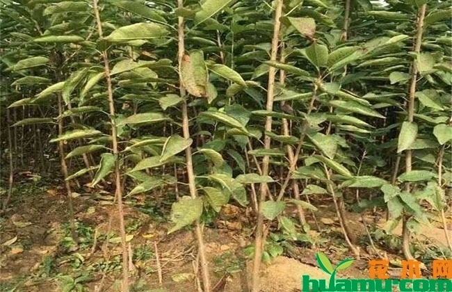 车厘子树苗高清图片