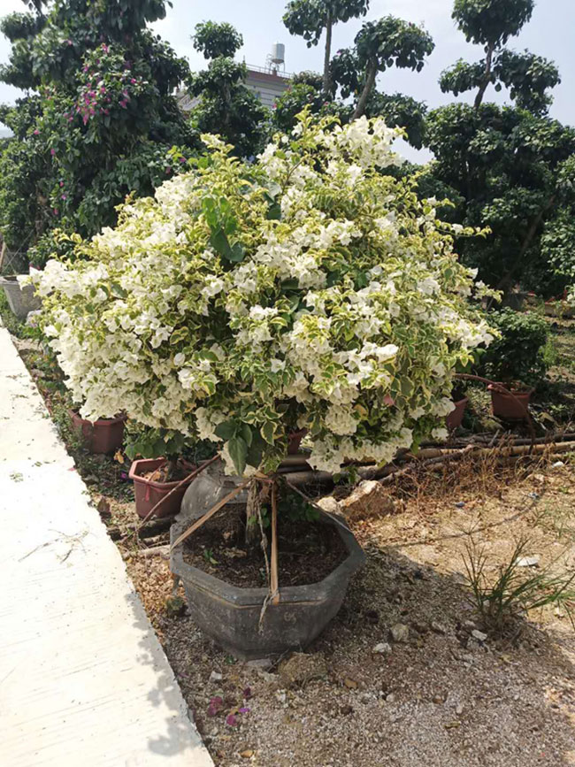 三角梅盆景价格 三角梅盆景价格