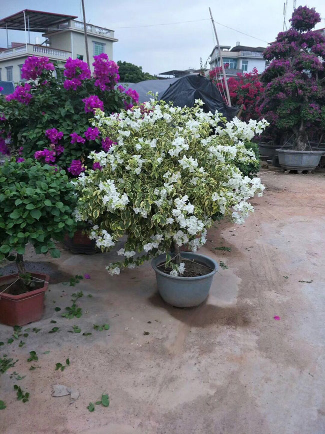 三角梅小苗价格