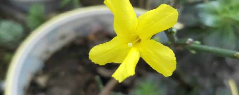迎春花冬季能栽活吗，盆栽迎春花冬季管理
