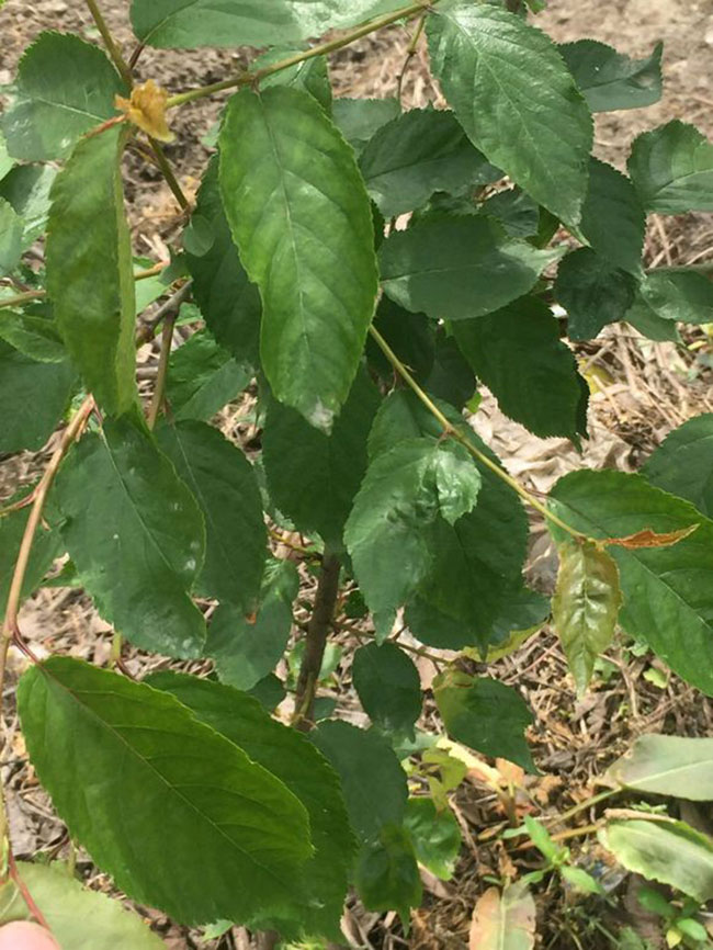 明珠樱桃苗 明珠樱桃苗