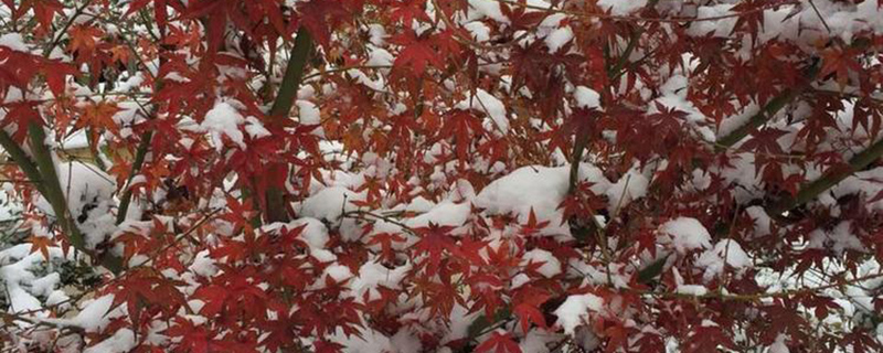 雪中的鸡爪槭