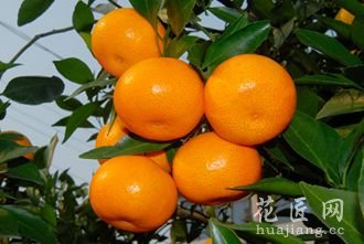 抚州南丰加强柑桔木虱和黄龙病防治工作
