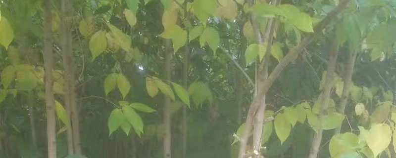 杜仲树种植几年见效益 杜仲树种植几年见效益