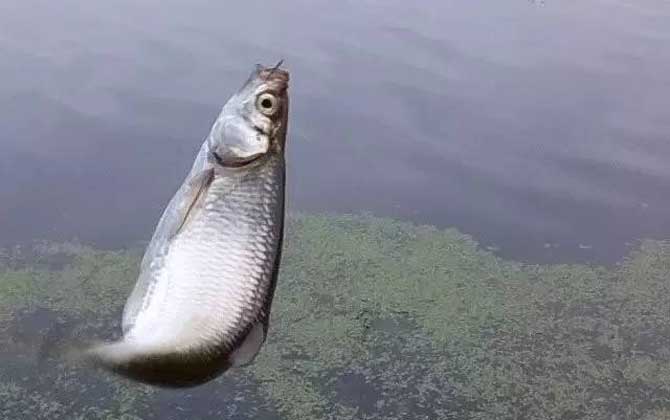 野钓