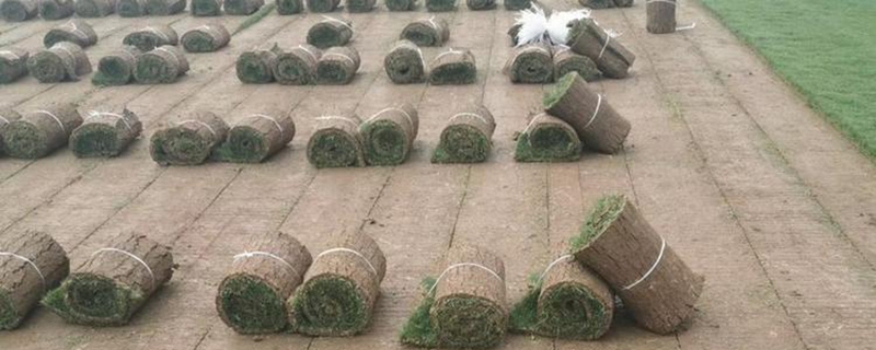 百慕大草皮