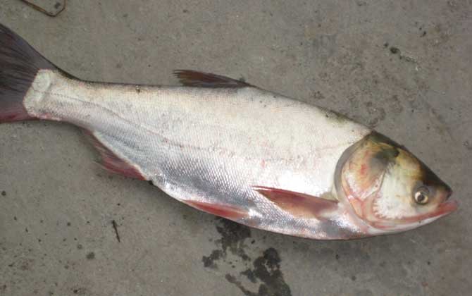 鲢鱼