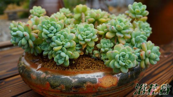 多肉植物日常养护(经验版)
