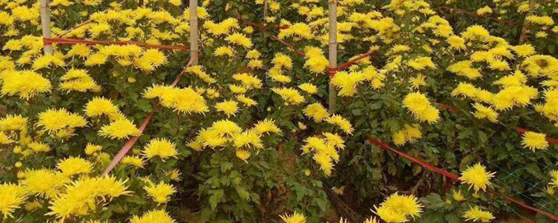 菊花种植基地
