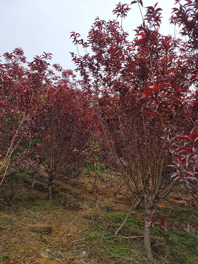 红叶碧桃树花期多长?红叶碧桃花开花时间