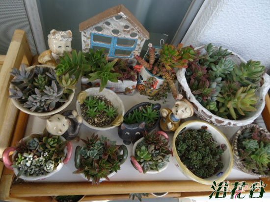 如何让多肉植物快速生长