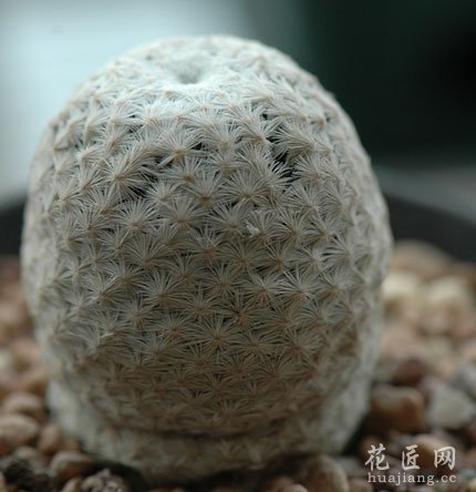白鸟和银手指的区别(图)