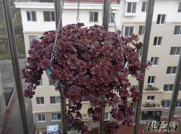小球玫瑰变绿的原因