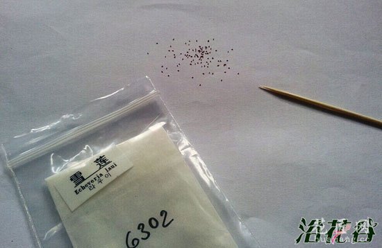 景天科播种步骤(图文)