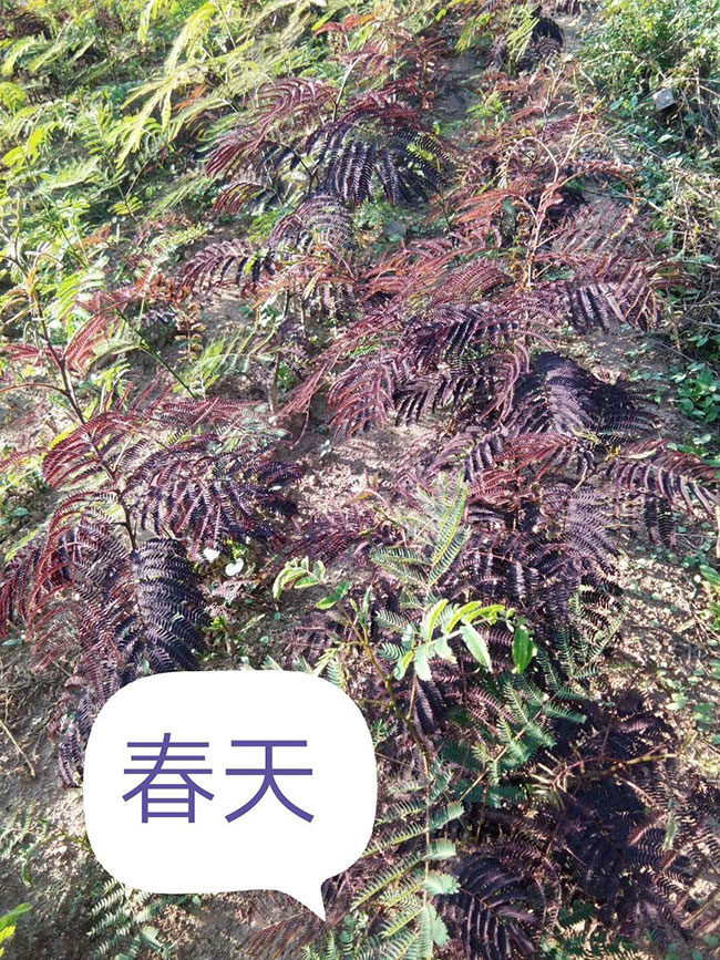 紫叶合欢