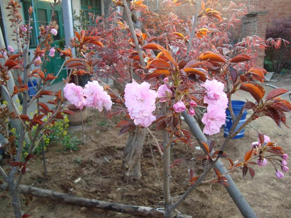 红叶樱花花语是什么？樱花的象征寓意
