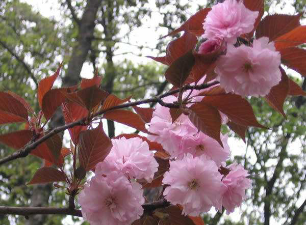 红叶樱花