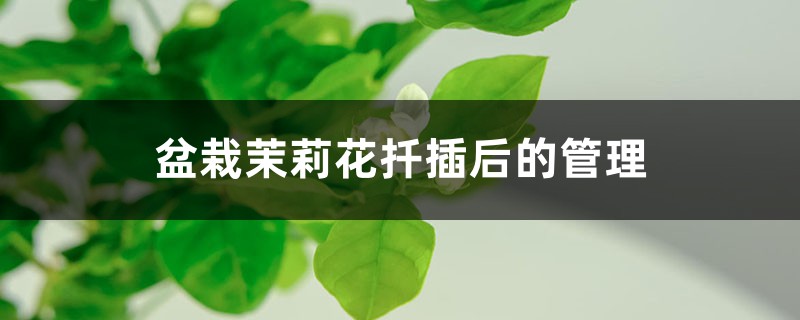 盆栽茉莉花扦插后的管理