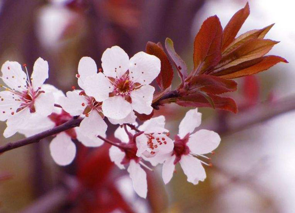 红叶李的花语是什么？红叶李的花语介绍