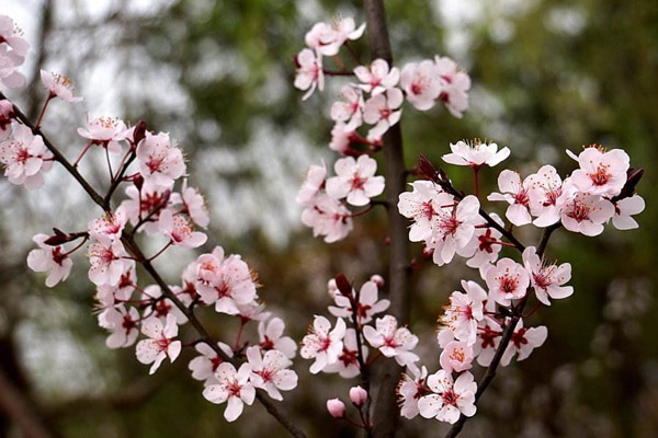 红叶李的花
