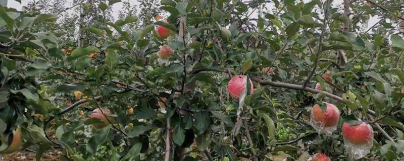 河北适合种植什么果树