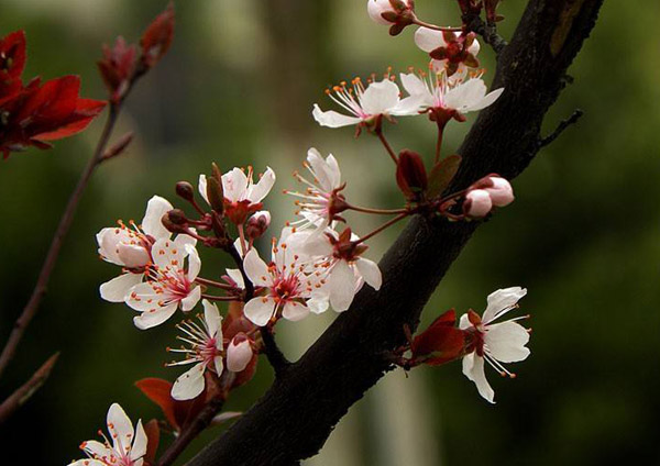 红叶李的花