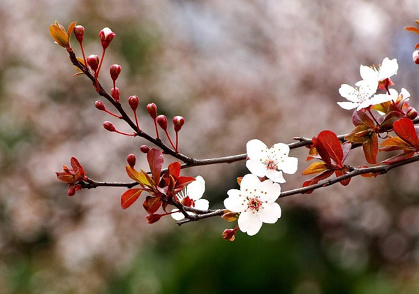 红叶李的花