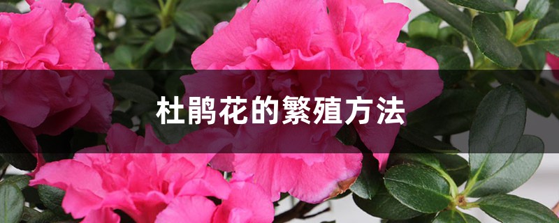 杜鹃花的繁殖方法