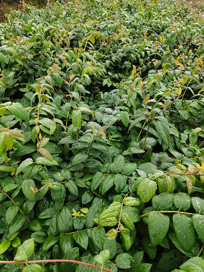金银花苗多少钱一棵?2020种植金银花一亩利润多少?